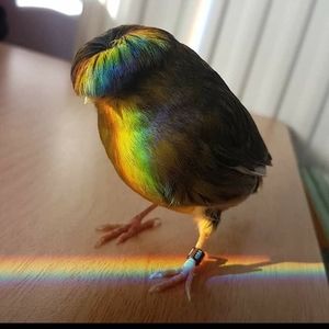 Meet your Posher, Wali